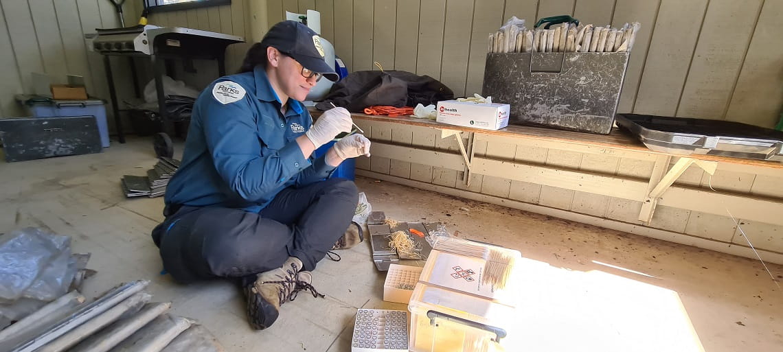 A Parks Victoria ranger sits with rubber gloves on, carefully collecting native animal scats from an animal trap into a tube.