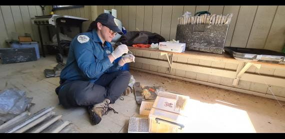 A Parks Victoria ranger sits with rubber gloves on, carefully collecting native animal scats from an animal trap into a tube.
