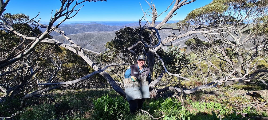 A Parks Victoria ranger stands in the stereotypical Victorian alpine landscape surrounded by gnarled trees and shrubbery
