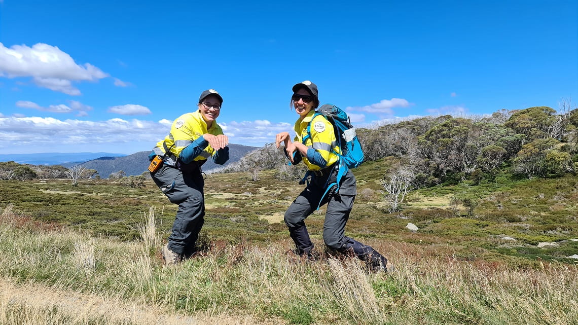Parks Victoria staff posing as Mountain pygmy-possums in the Victorian alps
