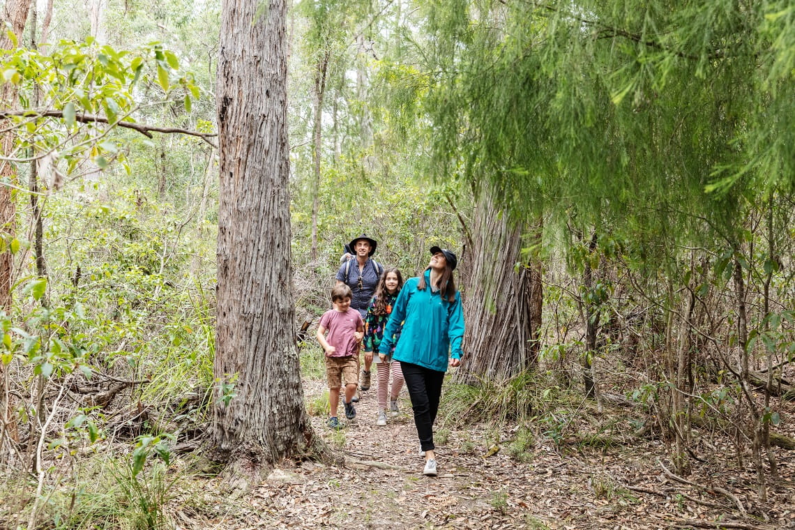 Woman, male and two children walking on walking trail, looking up at the trees