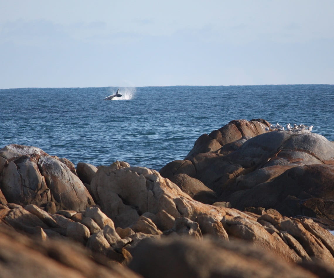 Whale in ocean with rocks and birds in foreground