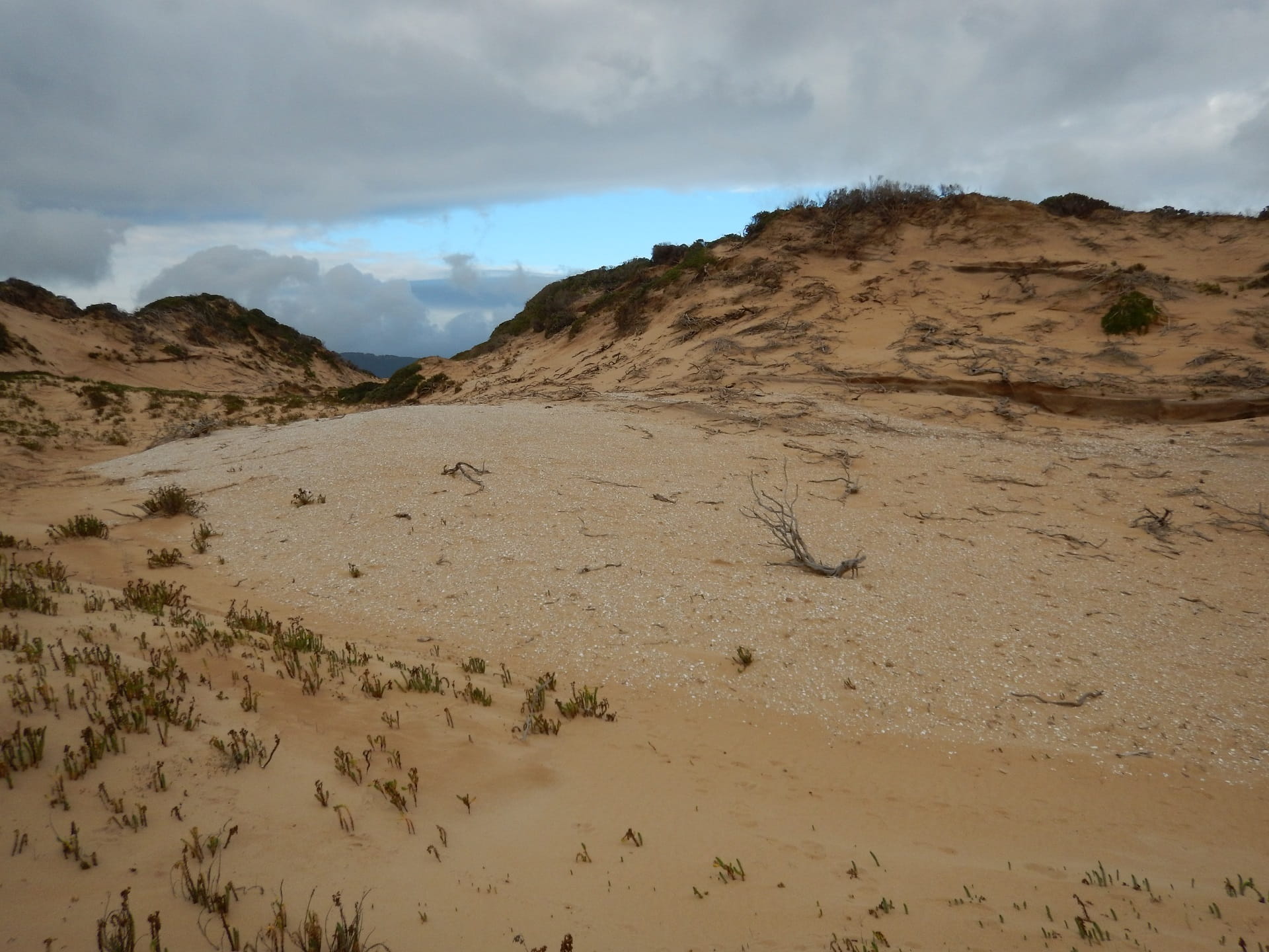 Large midden in exposed dune