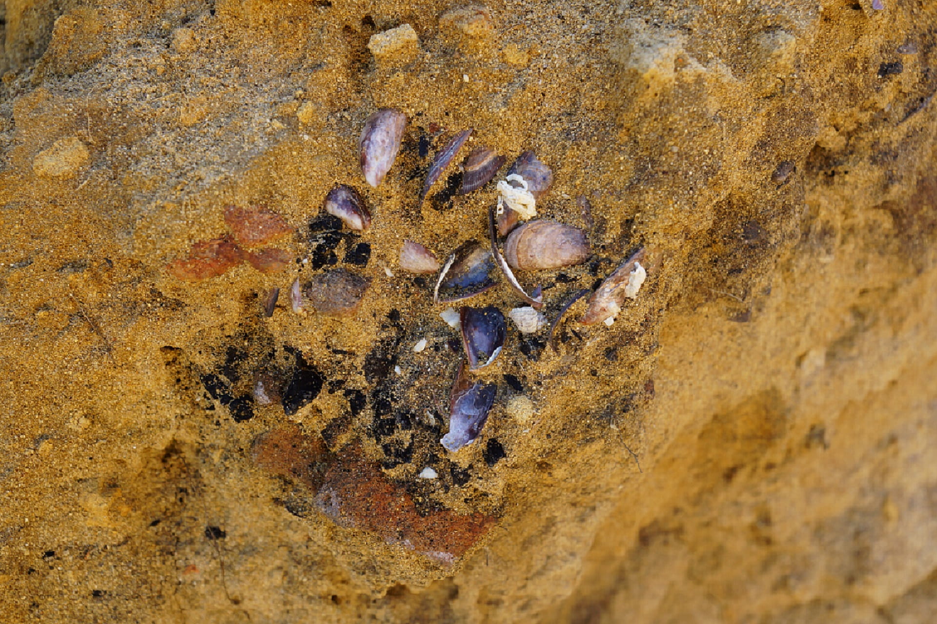 Midden s are shell deposits that have built up over time, often as the result of Aboriginal people gathering and eating shellfish and molluscs.