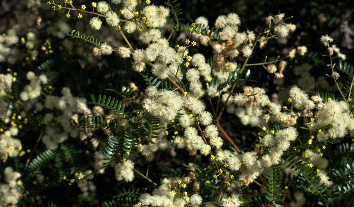 A close-up of fluffy yellow acacia blossoms. 