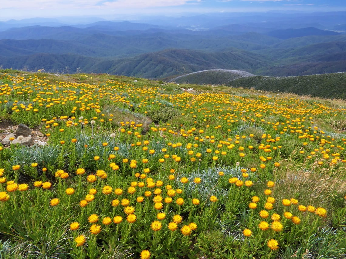 View of a field of wildflowers in an Alpine landscape