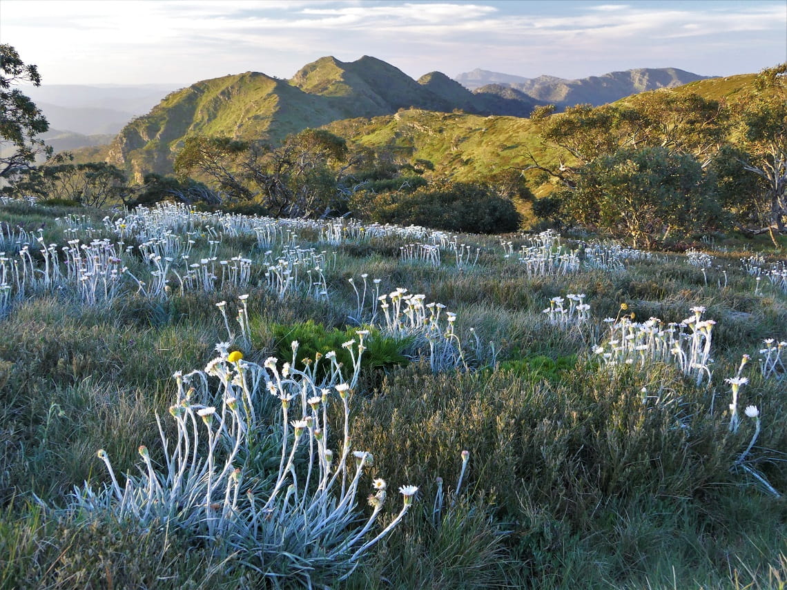 View of mountains over a field of wildflowers in the Alpine National Park