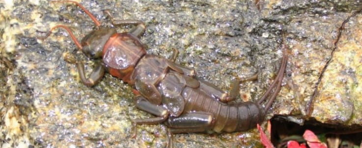 The nymph of a stonefly rests on a rock