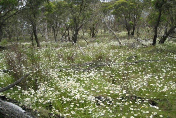 A scenery of grasses and trees, with flowers dominating the ground cover.  