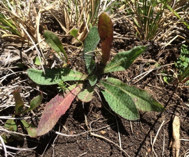 A mottled green weed is in the dirt, with slightly bristled leaves. The leaves are large and come out at all directions. 