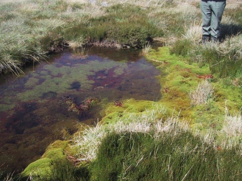 A persons feet are next to a small pool of water, with moss on either side. 
