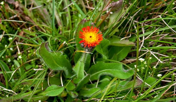 A green plant is alongside grass. in the middle, a yellow and orange flower is sticking out of the ground. 