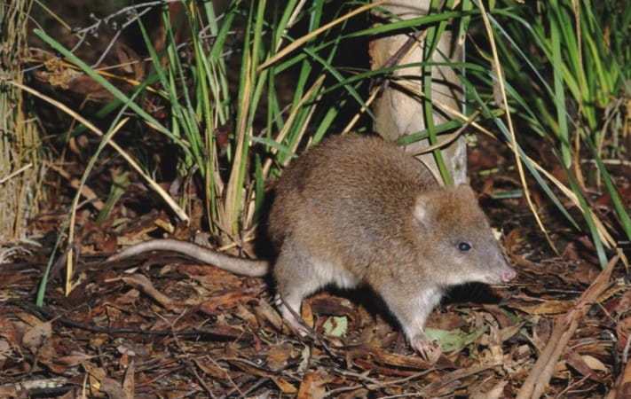 A fluffy looking Potoroo is amongst vegetation on the ground. 