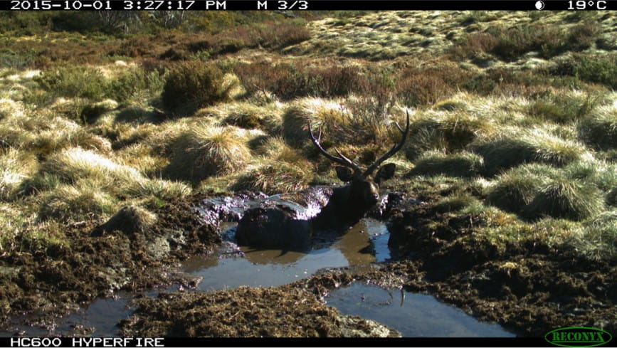 A deer is wallowing in a bog with mud spread everywhere. It is looking directly at the camera. 