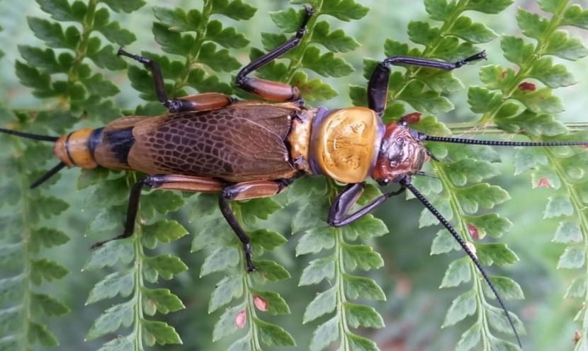 An orange and burgundy coloured insect is crawling across a green leaf. 