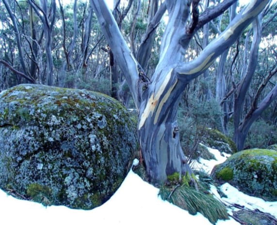 A stripey snow gum is within the landscape, adorned with snow on either side. 