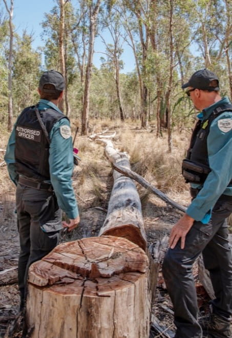 Two rangers stand by the stump of a tree that has recently been cut down, with the fallen limb in front of them. 