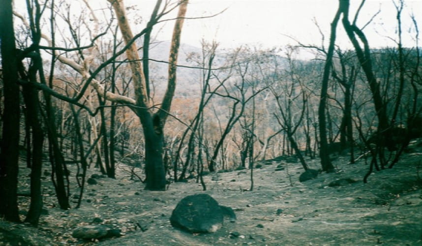Black trees and a dry, gray dirt can be seen in this image. The landscape is filled with dead trees and nothing living. 