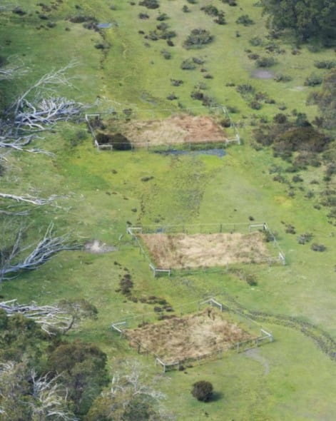 The areas of remnant vegetation are within fenced plots that protect them. the areas inside the fence are lush, whereas the areas outside have been trampled and are a completely different colour. 