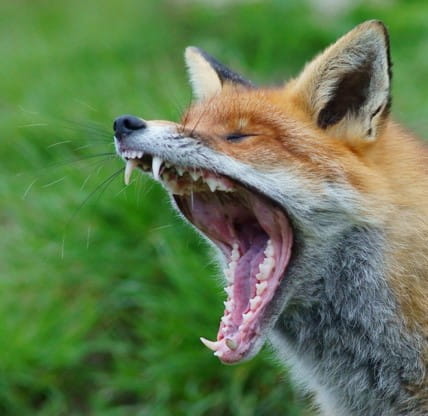 A shows off its pearly white teeth as it yawns. 