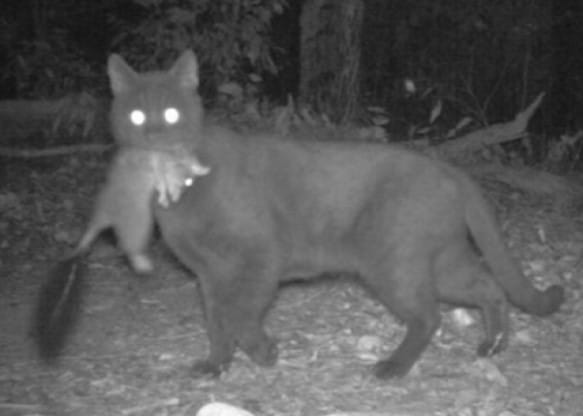 a black and white picture of a cat in the centre of the image. It holds a brush tailed Phascogale in its mouth that it has recently killed. 