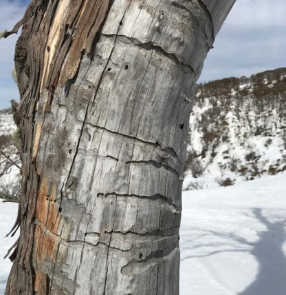 A Gum tree has cylindrical marks on its bark. snow is in the background, and the tree is grey and appears dead. 