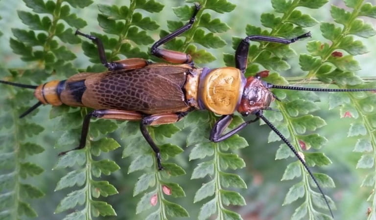 An orange insect is crawling across vegetation.