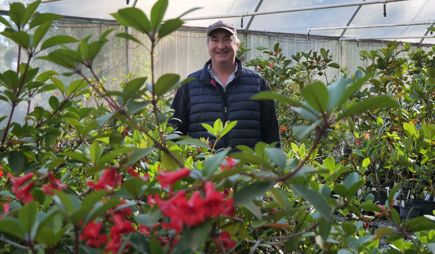 Volunteers help rare Aussie rhododendrons bloom in unexpected place