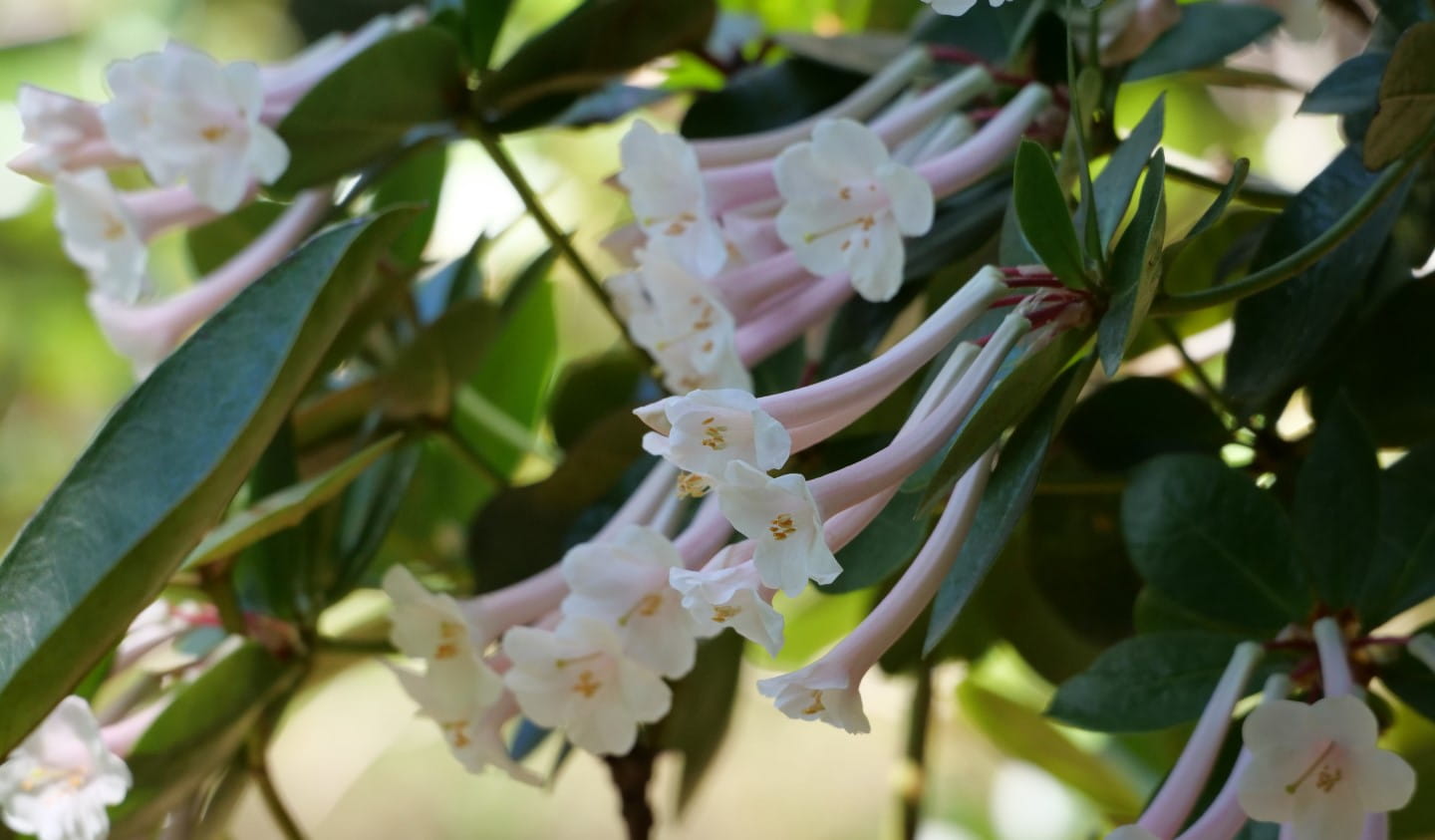 There's a huge array of different rhododendrons on show at the Dandenong Ranges Botanic Garden