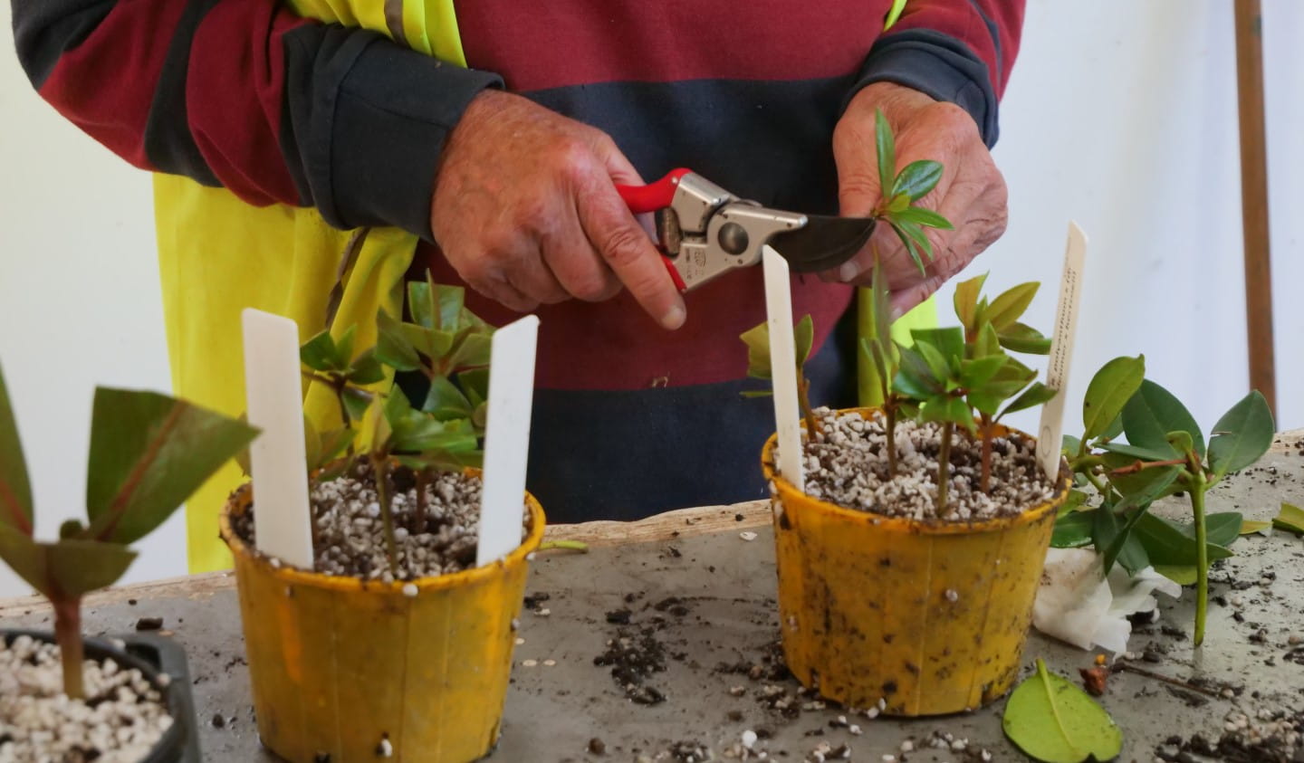 Volunteer propagating