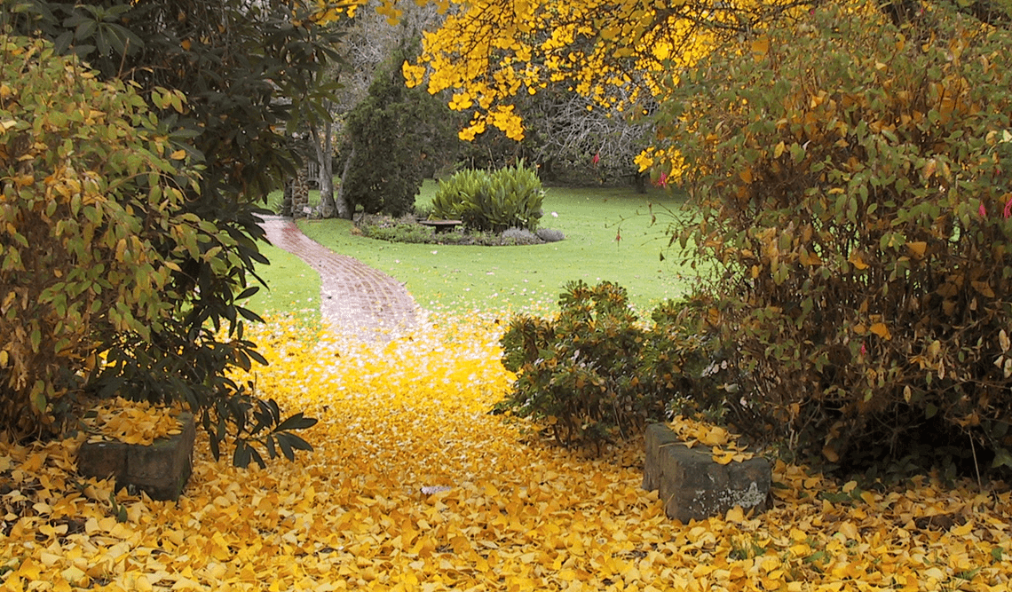 Yellow leaves cover the ground at Coolart Historic Area