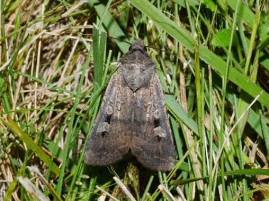 A Bogong moth is lying on top of the green grass. 