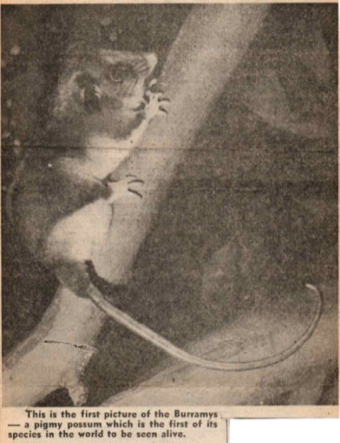 A newspaper clipping of a Mountain Pygmy Possum is shown, with text underneath: "This is the first picture of the Burramys - a pigmy possum which is the first of its species in the world to be seen alive". 