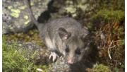 A Mountain Pygmy Possum amongst its boulder habitat