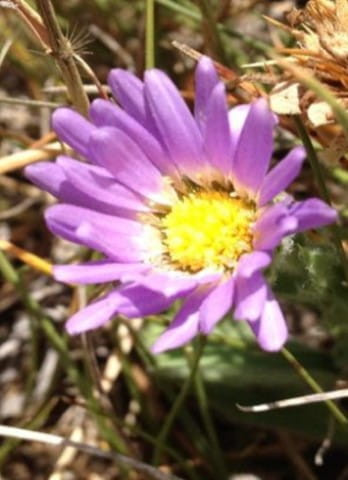 A purple and yellow flower is standing amongst the grass.