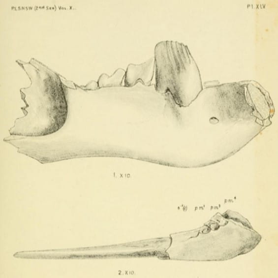 A picture of the jaw is illustrated, showing the jaw in two segments and an elongated premolar tooth. 