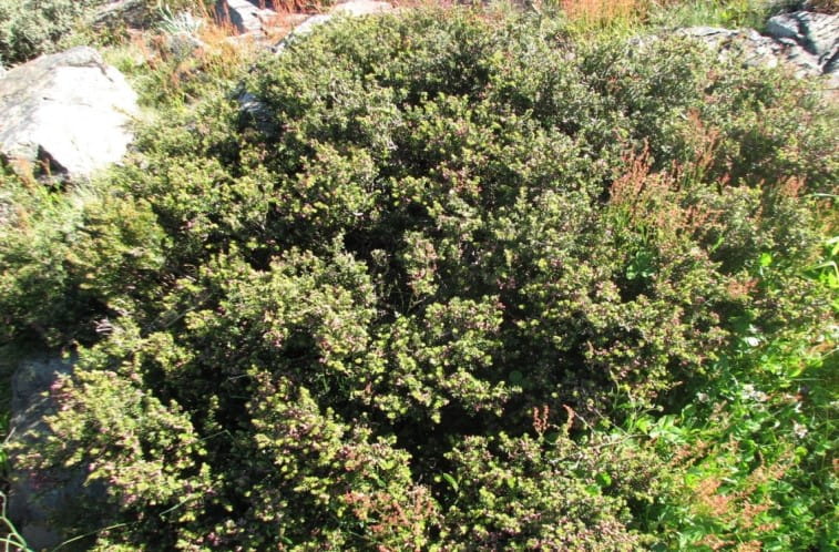 A large bushy plant with red berries is in the centre of the image. 