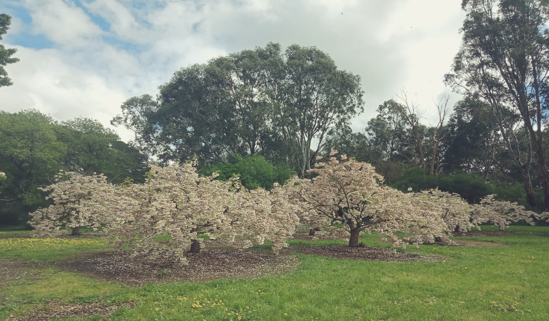 Banksia Park's Cherry Blossom grove in full bloom.   