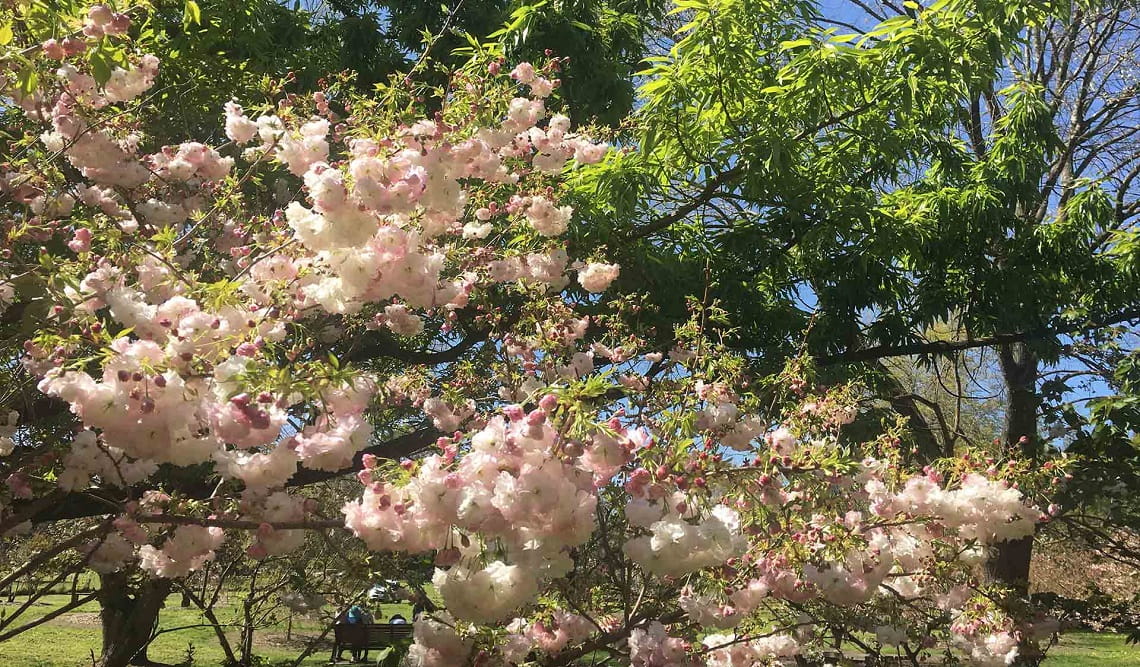 Cherry blossom flowers in full bloom at Banskia Park