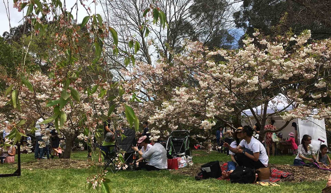 Visitors enjoying the cherry blossoms on Sakura Picnic Day