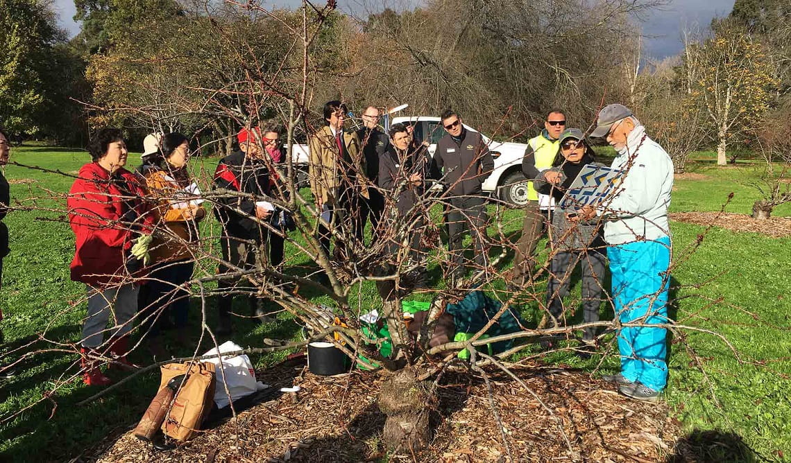 Kazumi Arita shows PV staff and the Cherry Friends volunteers correct pruning techniques for cherry blossoms