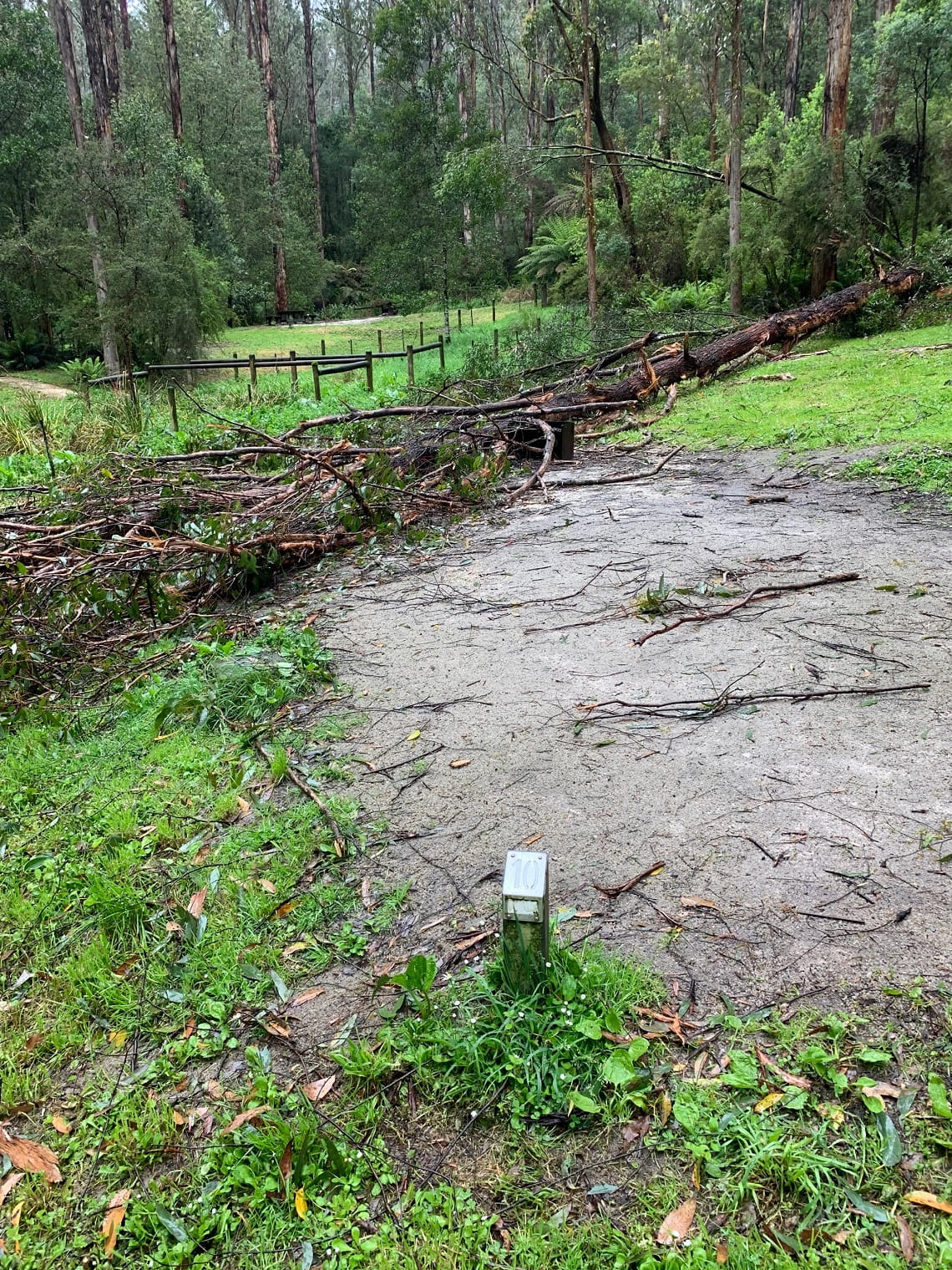  Fallen tree on road. Saturated soil from flood and storm events  the soil in Victorian parks have weakened the health and stability of trees. 