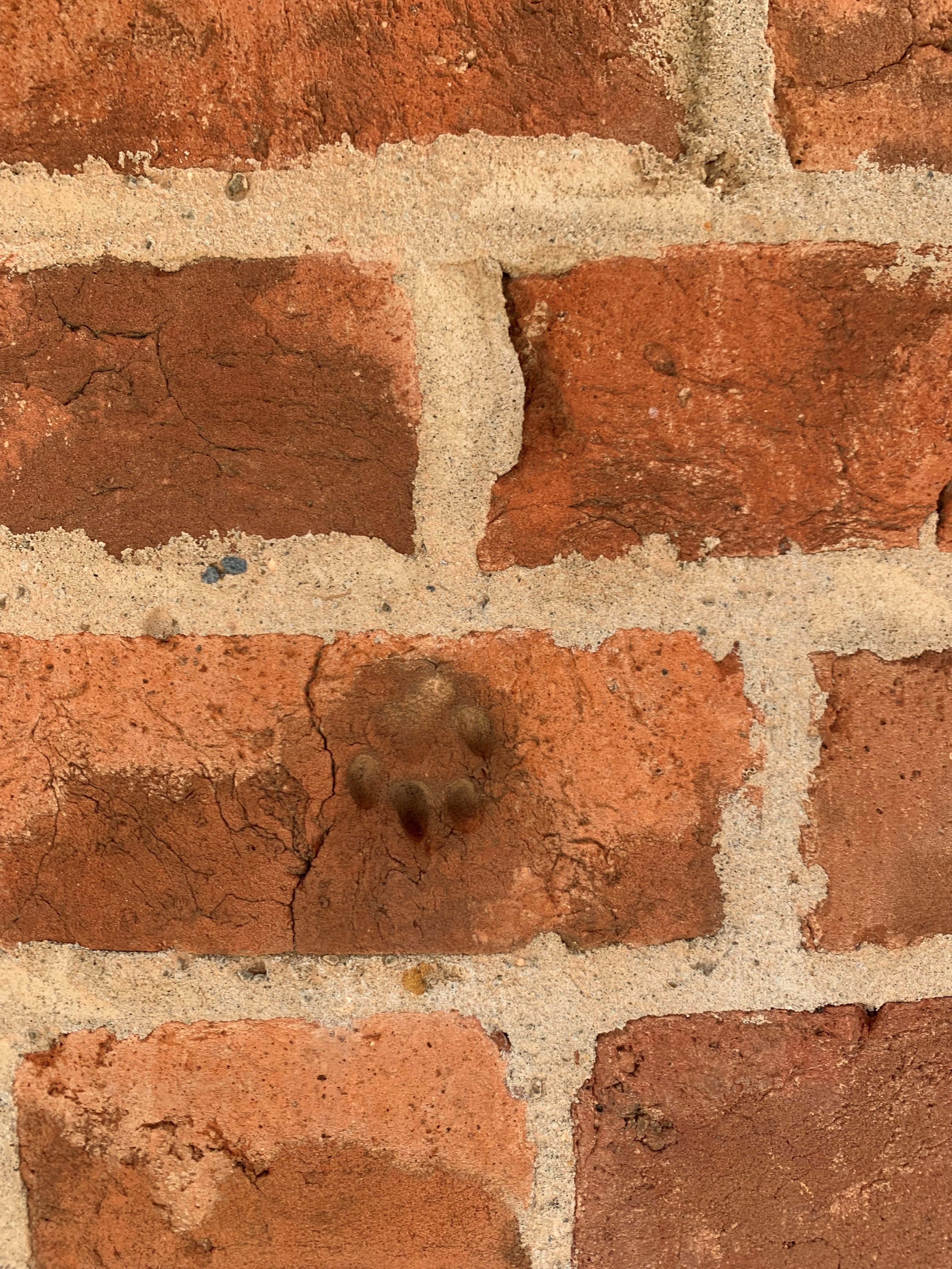 An old brick with a cat's pawprint embedded in it