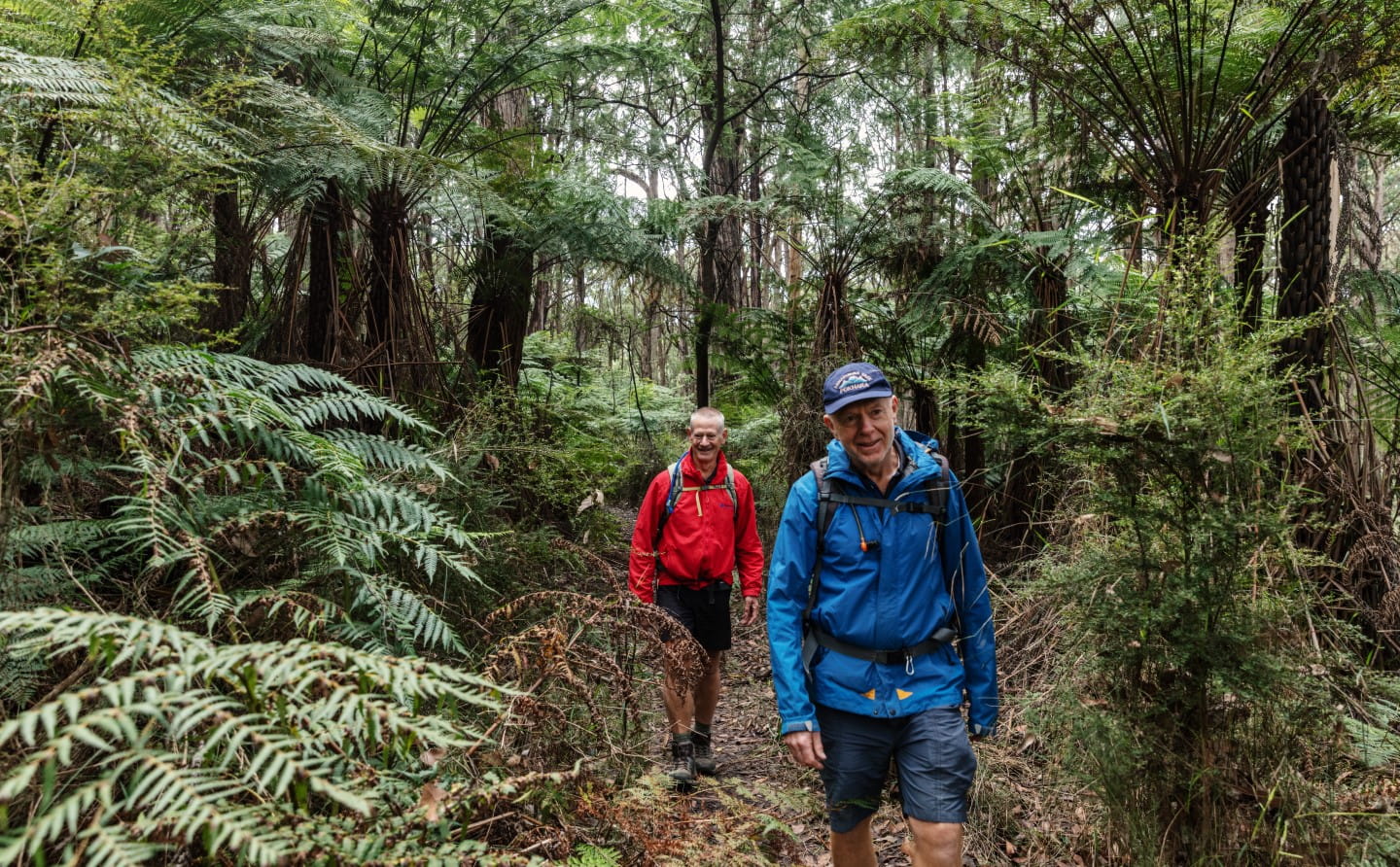 Two people hiking through the forest in the Dandenong Ranges.