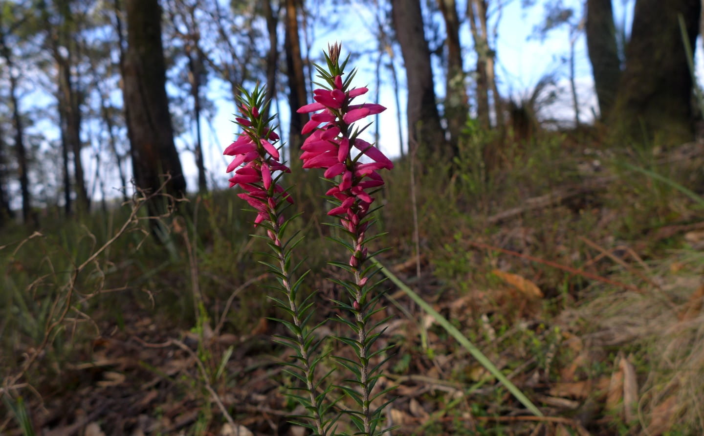 Common Heath flowers growing in woodland