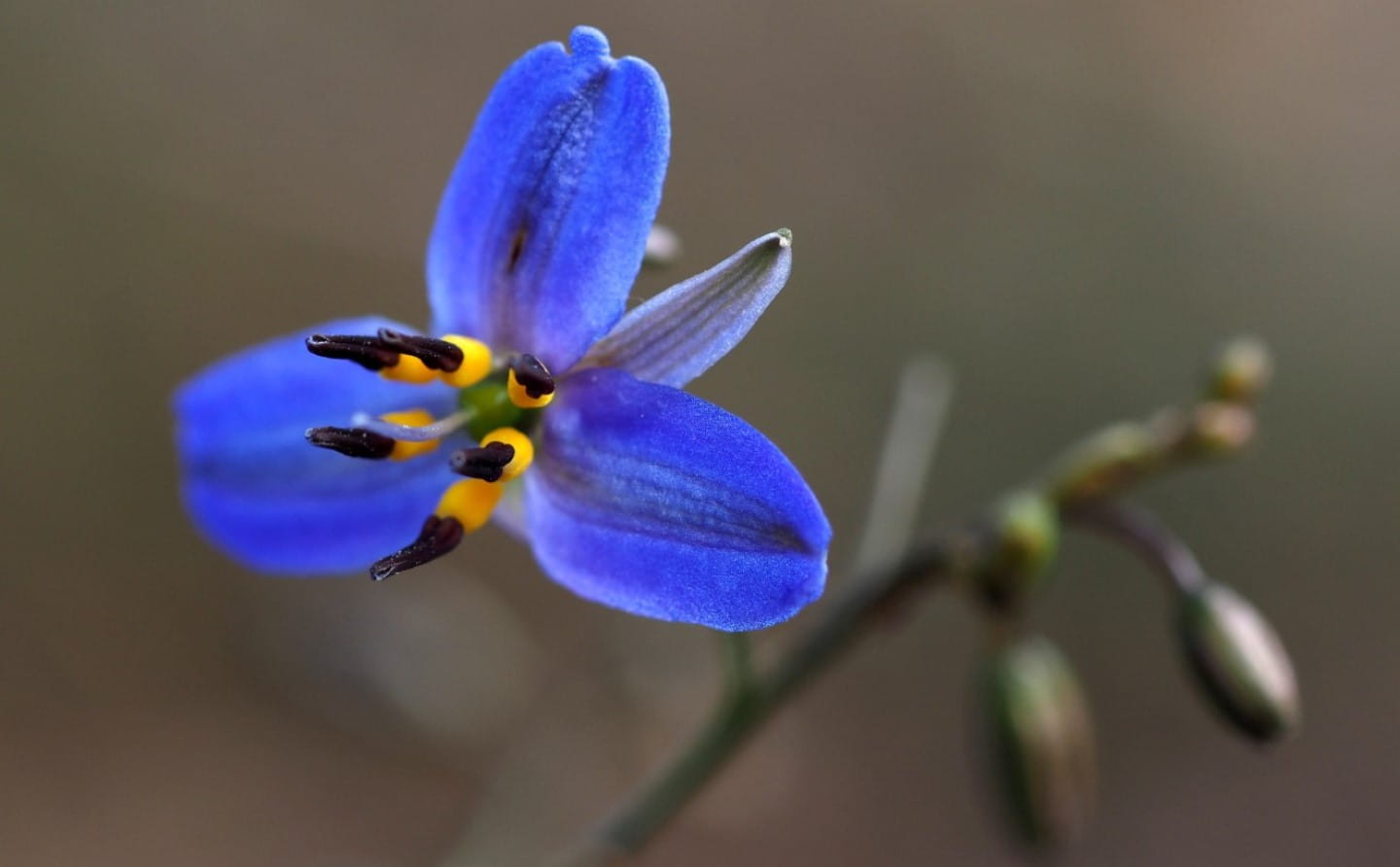 Spring is a great time to see colourful wildflowers in bloom