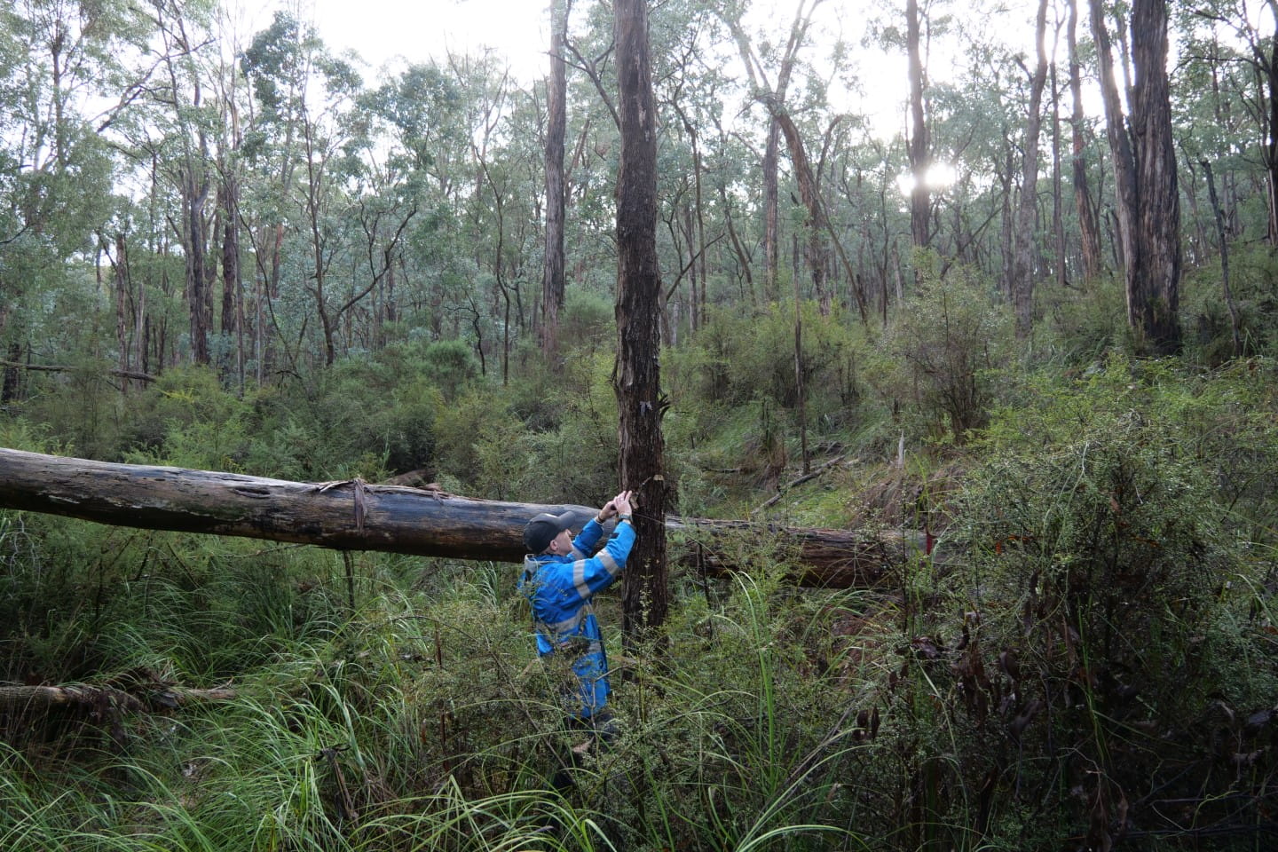 Audio recorder being installed in Warrandyte-Kinglake Nature Conservation Reserve