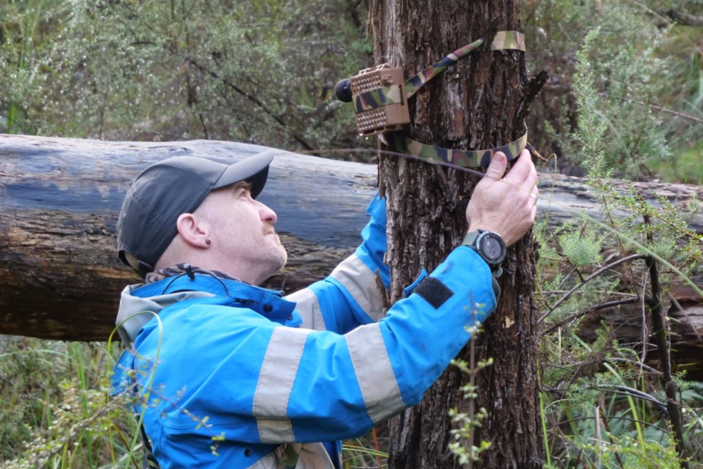 Parks Victoria ranger installing wildlife audio recorder