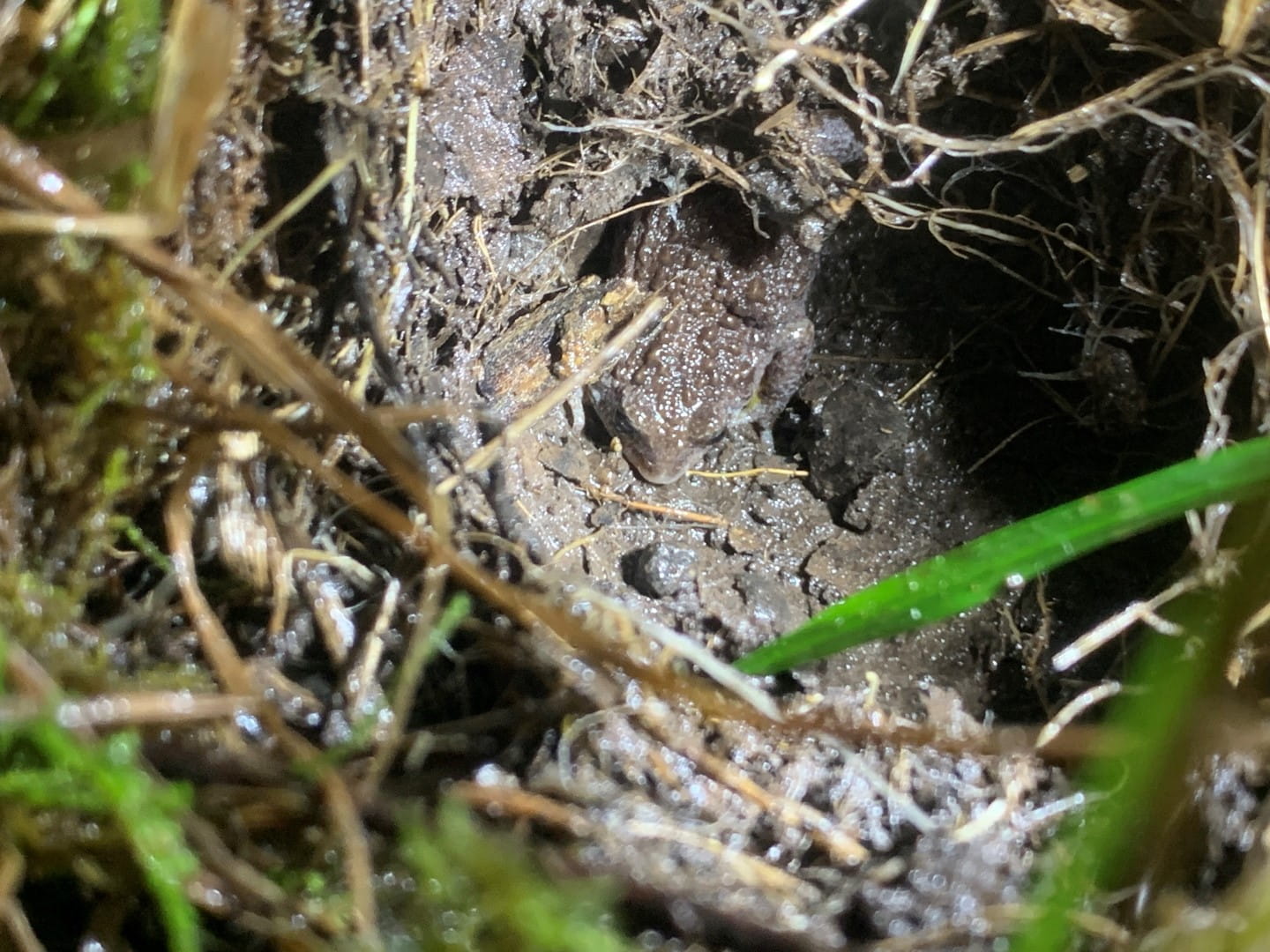 Southern Toadlet on a nest