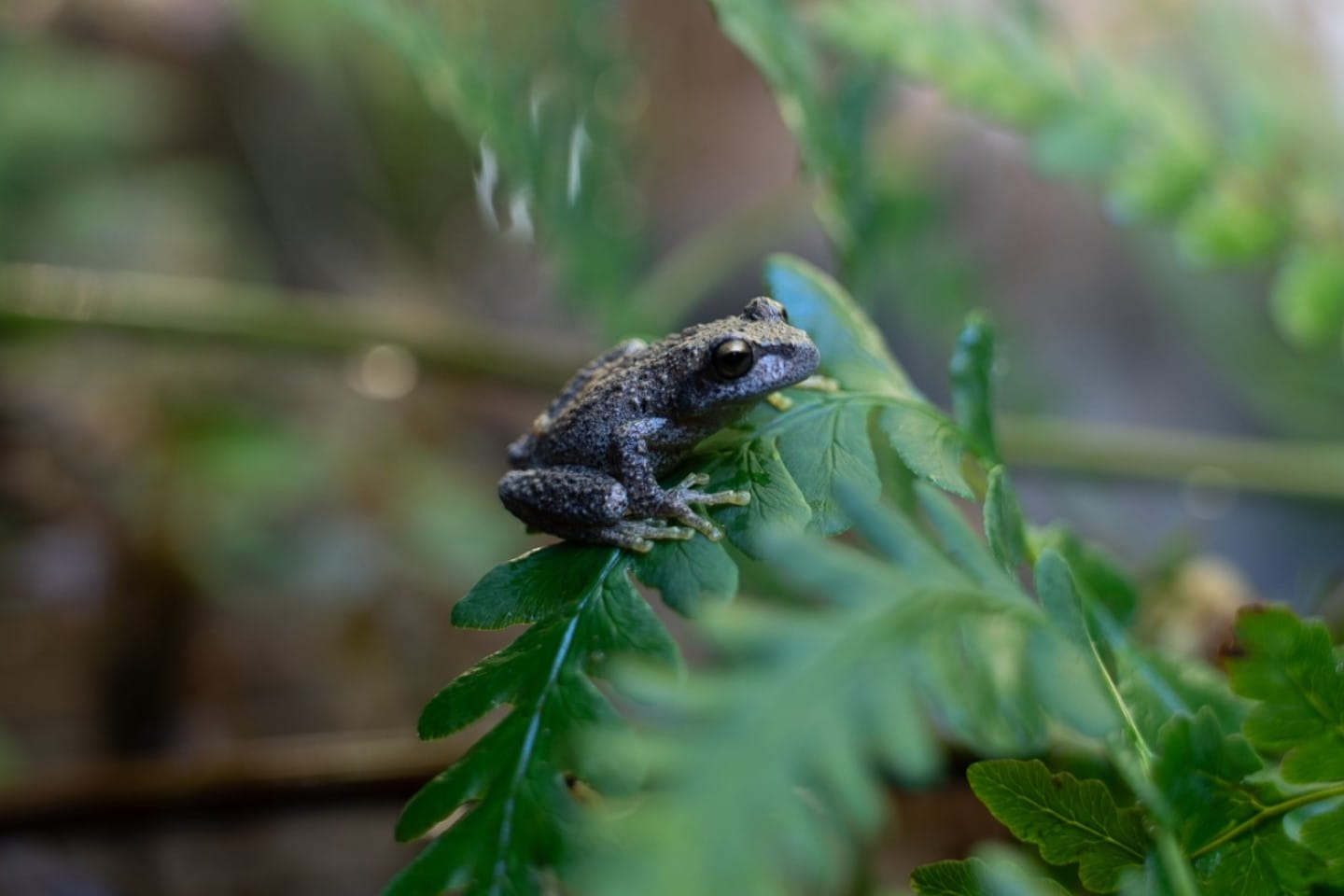 Watson's Tree Frog